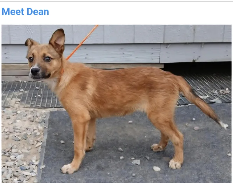 A baby medium-sized male Australian Cattle Dog / Blue Heeler dog named Dean for adoption in Salt Lake City, UT