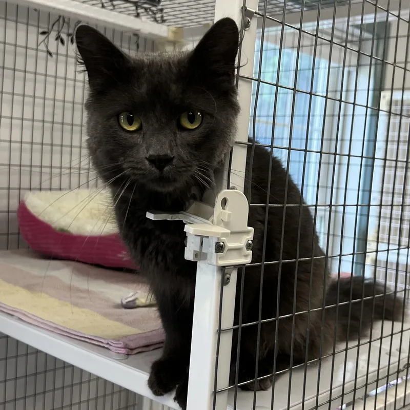 A young medium-sized male Gray / Blue / Silver Domestic Short Hair cat named Parker for adoption in Medfield, MA