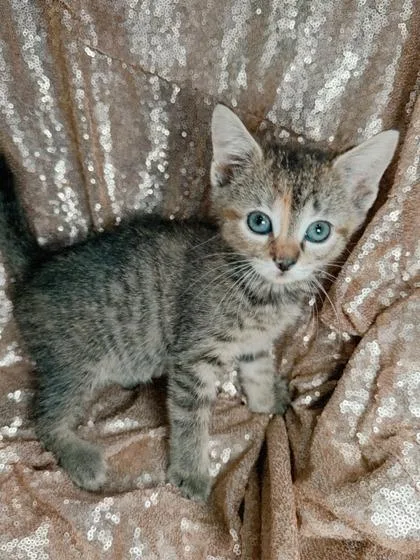 Mocha