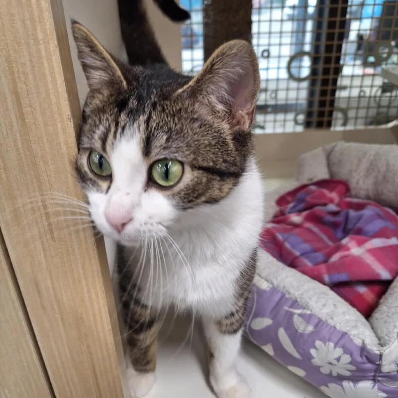 An adult medium-sized female Brown / Chocolate Domestic Short Hair cat named Highgarden for adoption in St. Paul, MN