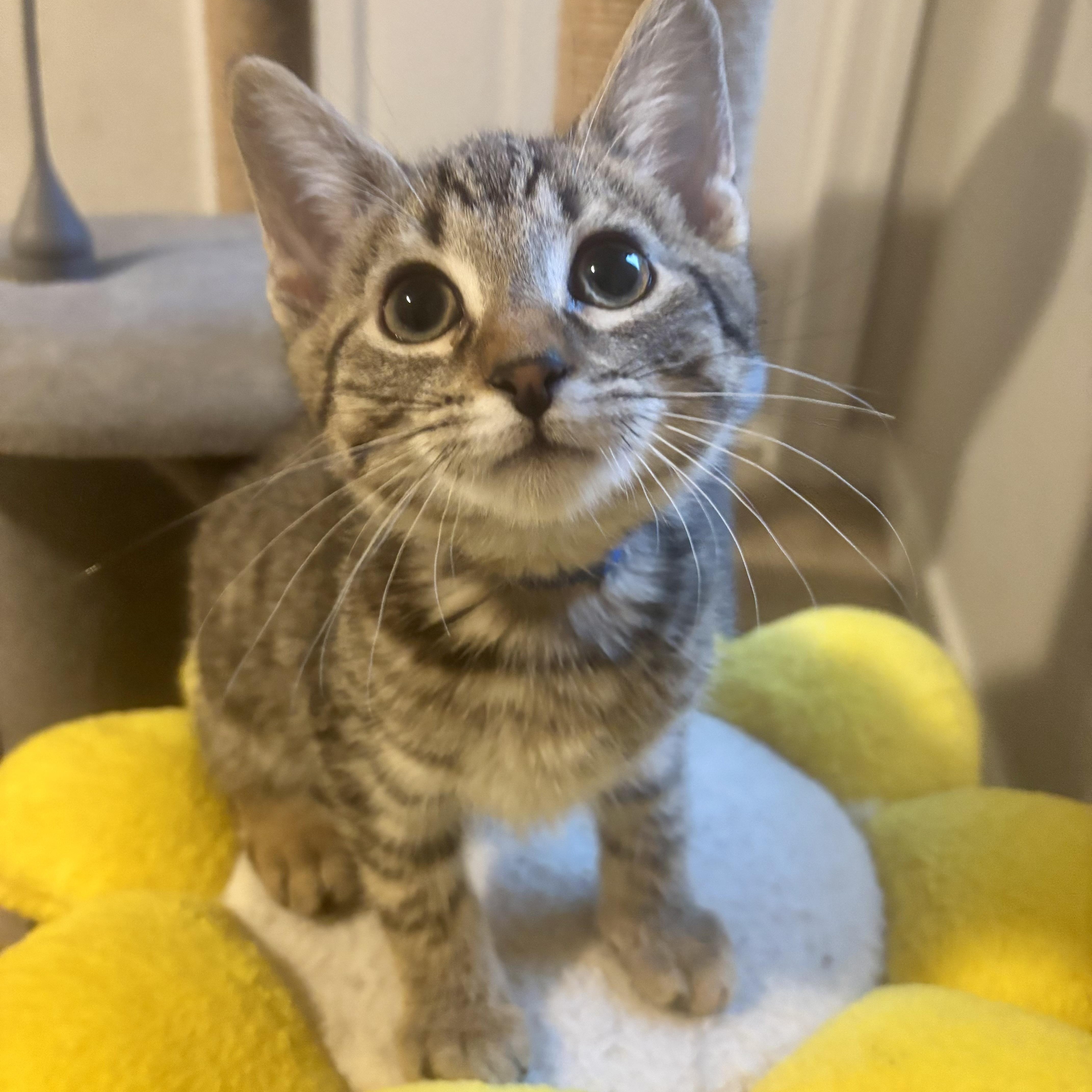 A baby medium-sized male Tabby (Buff / Tan / Fawn) Domestic Short Hair cat named Swords for adoption in Richmond, VA