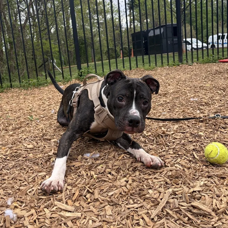 An adult medium-sized male Black Pit Bull Terrier dog named Arthur for adoption in Roanoke, VA