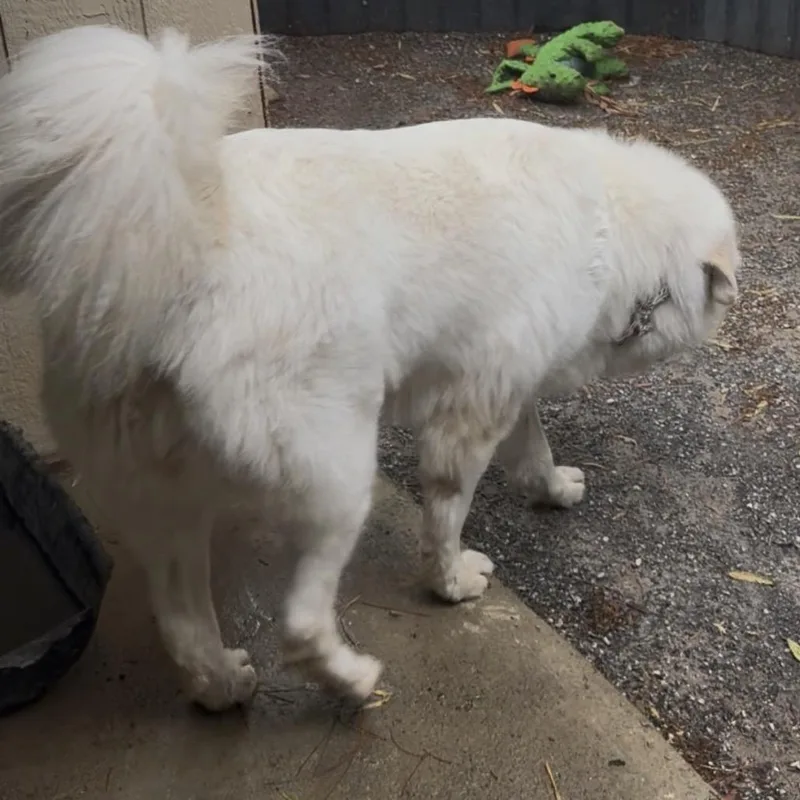 An adult large-sized female White / Cream Great Pyrenees dog named Butter for adoption in Las Vegas, NV