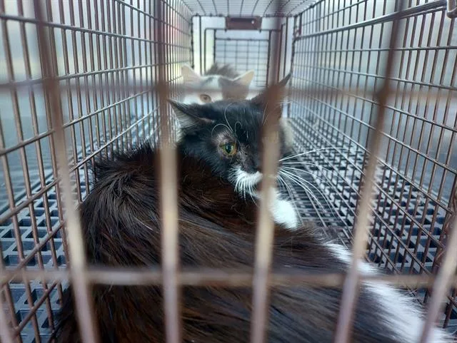 A young large-sized male Domestic Short Hair cat named Perch for adoption in Fort Lauderdale, FL