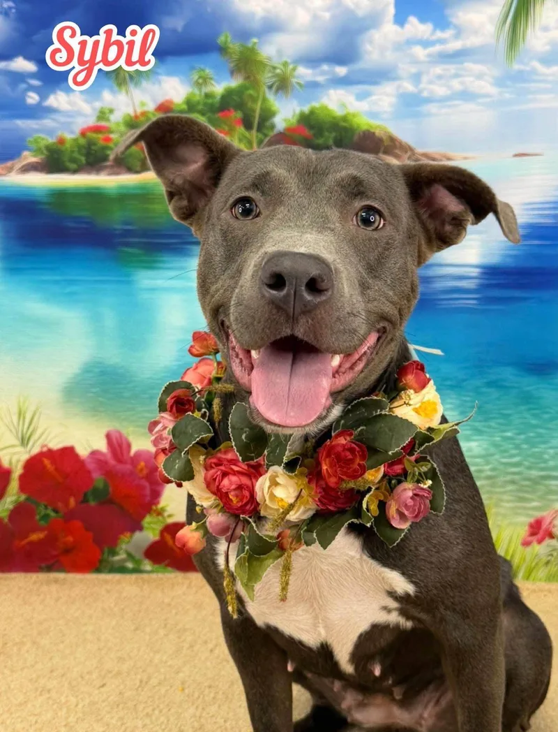 A young medium-sized female Gray / Blue / Silver Mixed Breed dog named Sybil for adoption in Flint, MI
