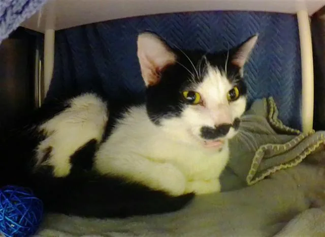 An adult medium-sized male Domestic Short Hair cat named Groucho Meowx for adoption in Omaha, NE