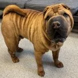 An adult large-sized male Yellow / Tan / Blond / Fawn Mixed Breed dog named Doji for adoption in Lansing, MI