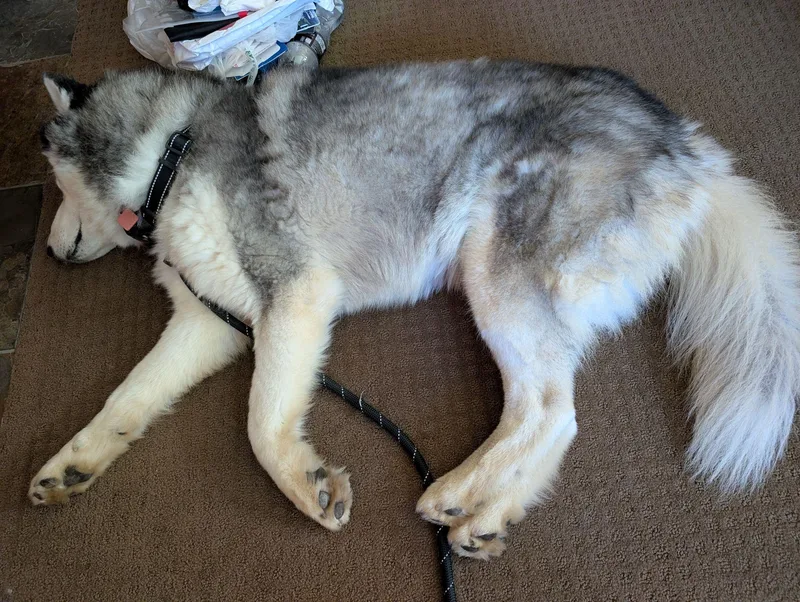 An adult medium-sized male Gray / Blue / Silver Siberian Husky dog named Pollen Puff for adoption in Studio City, CA