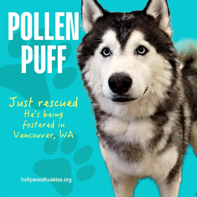 Pollen Puff thumbnail 3