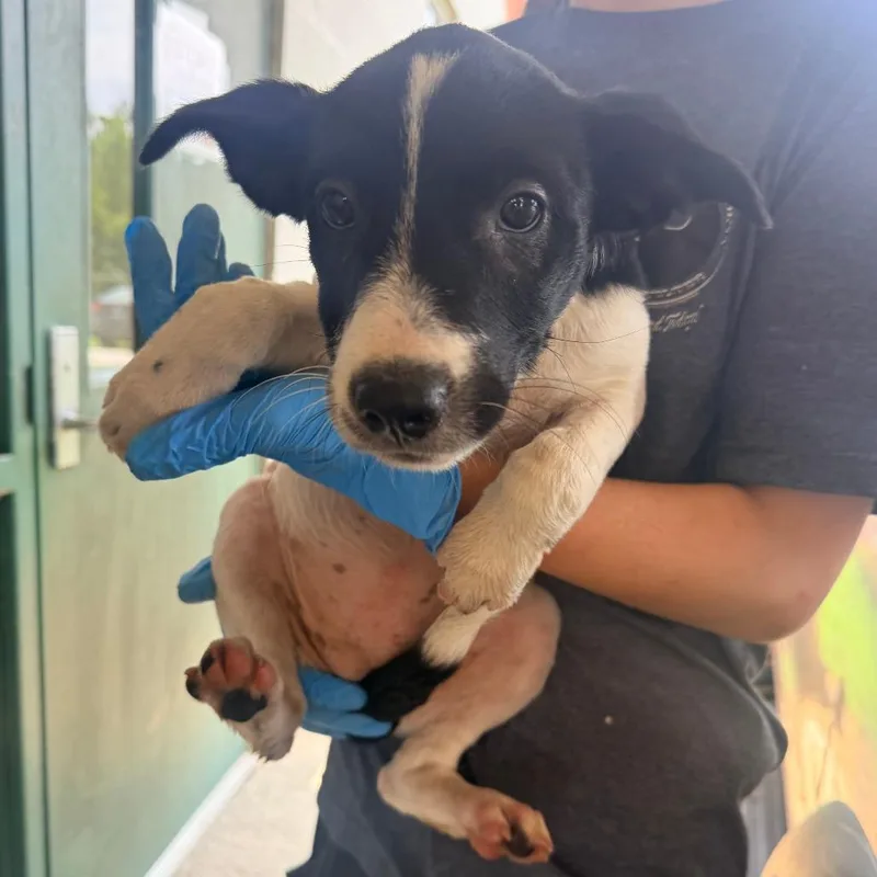 A baby small-sized female Black Mixed Breed dog named Gemma for adoption in Corinth, MS
