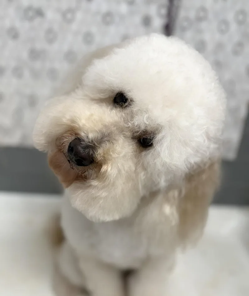 An adult medium-sized male Bernedoodle dog named Cooper for adoption in University Place, WA