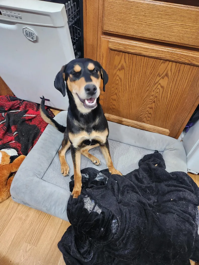 An adult large-sized female Doberman Pinscher dog named Zora for adoption in Tucson, AZ