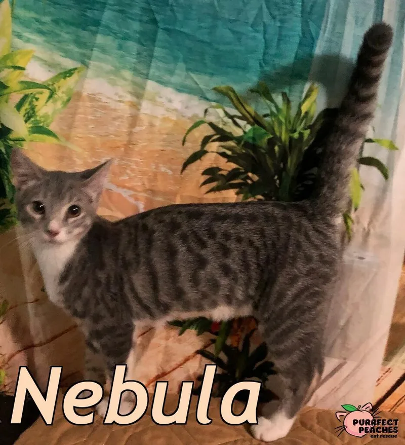A baby medium-sized female Domestic Short Hair cat named Nebula for adoption in Douglasville, GA