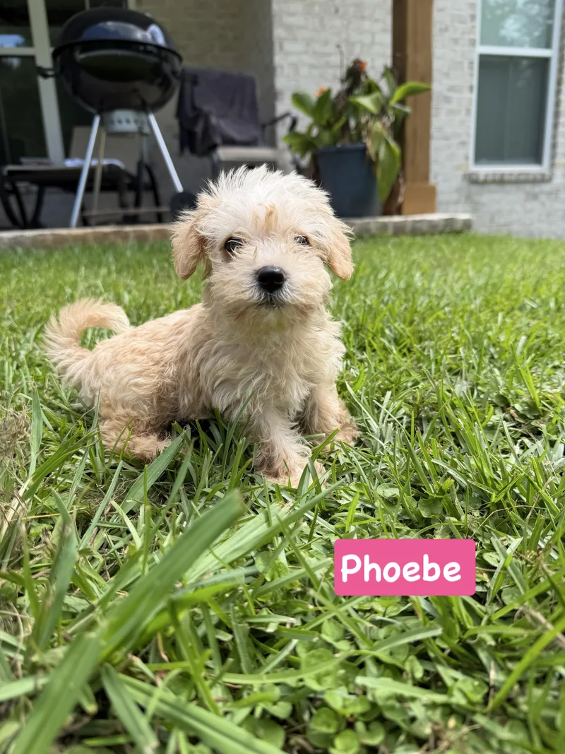 Friends group phoebe