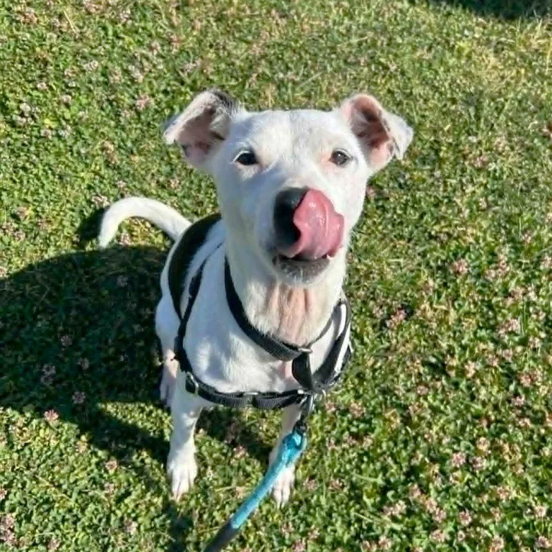 An adult small-sized female Mixed Breed dog named Spring for adoption in Durham, NC