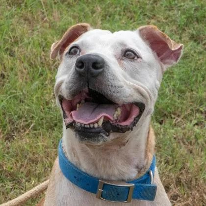 A senior medium-sized male White / Cream Pit Bull Terrier dog named Grumpa Arnold for adoption in La Grange, TX