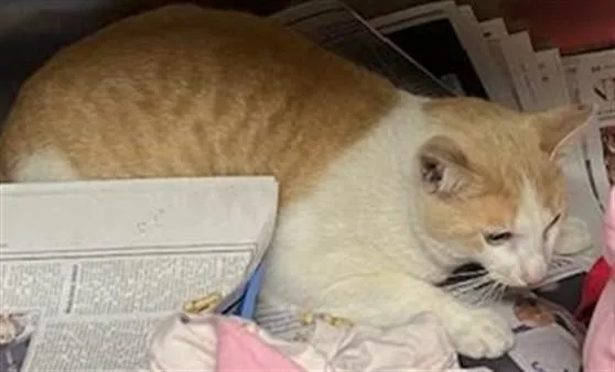 A young large-sized male Domestic Short Hair cat named Lucky for adoption in Los Angeles, CA