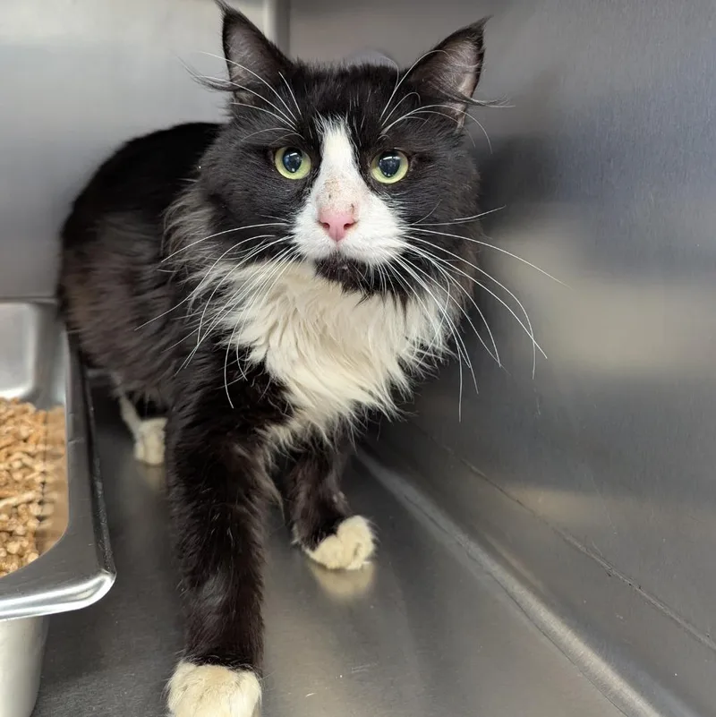 An adult medium-sized male Domestic Medium Hair cat named Mustard for adoption in Aberdeen, WA