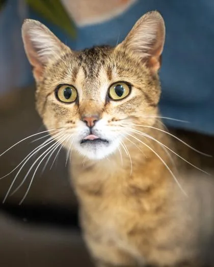 An adult medium-sized female Domestic Short Hair cat named Rihanna for adoption in Pequot Lakes, MN
