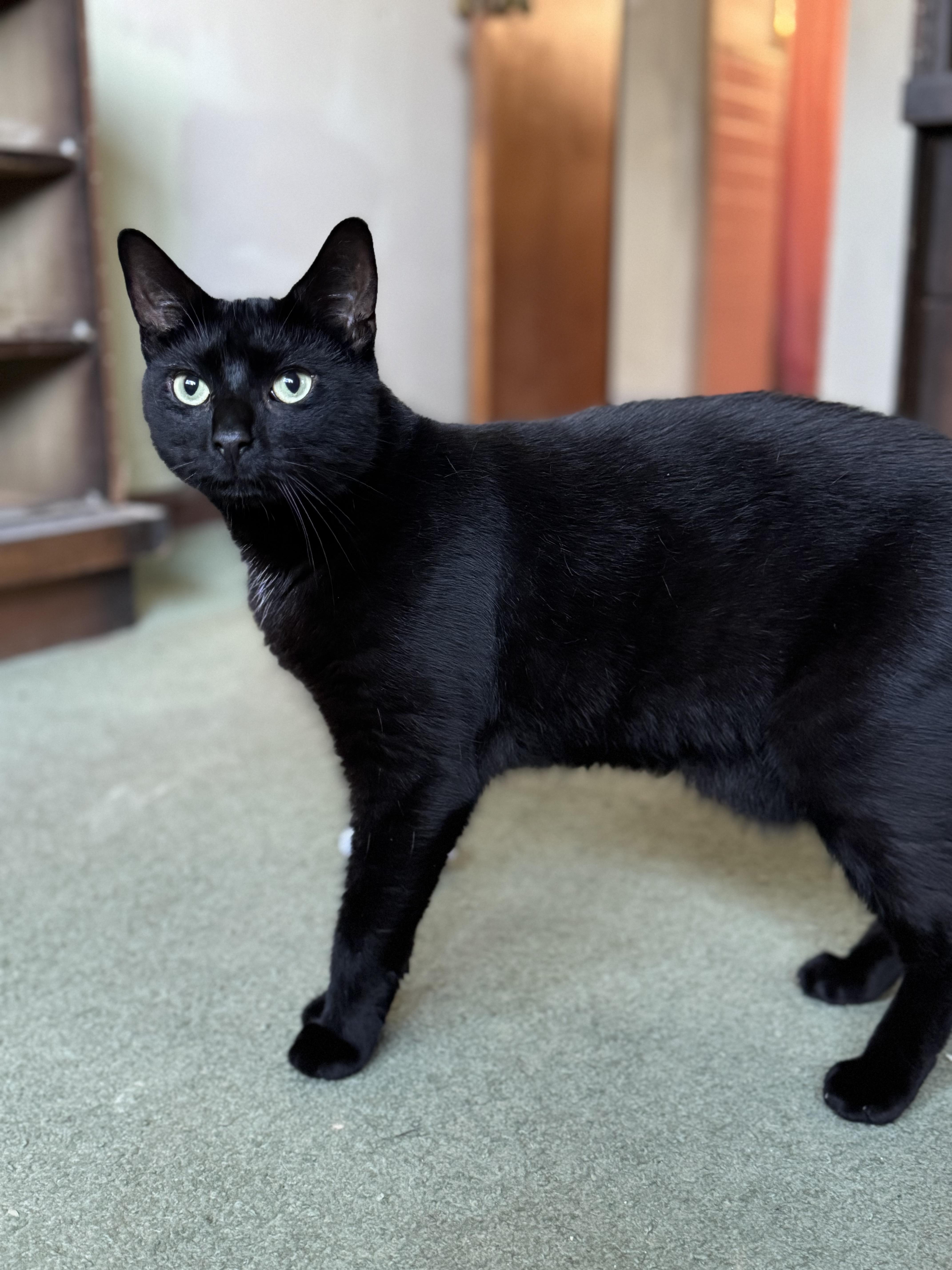 An adult medium-sized male Black Domestic Short Hair cat named Jaden for adoption in Nutley, NJ