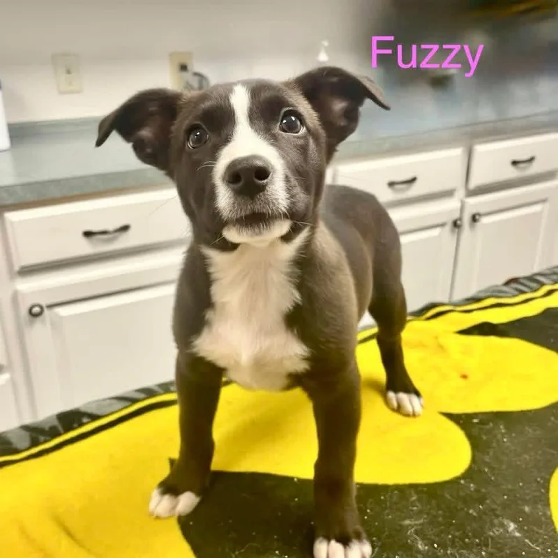 Fuzzy