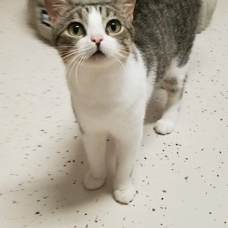 An adult medium-sized male Tabby (Gray / Blue / Silver) Domestic Short Hair cat named Owl for adoption in Aransas Pass, TX