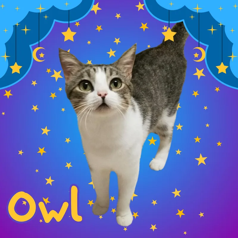 Owl thumbnail 3