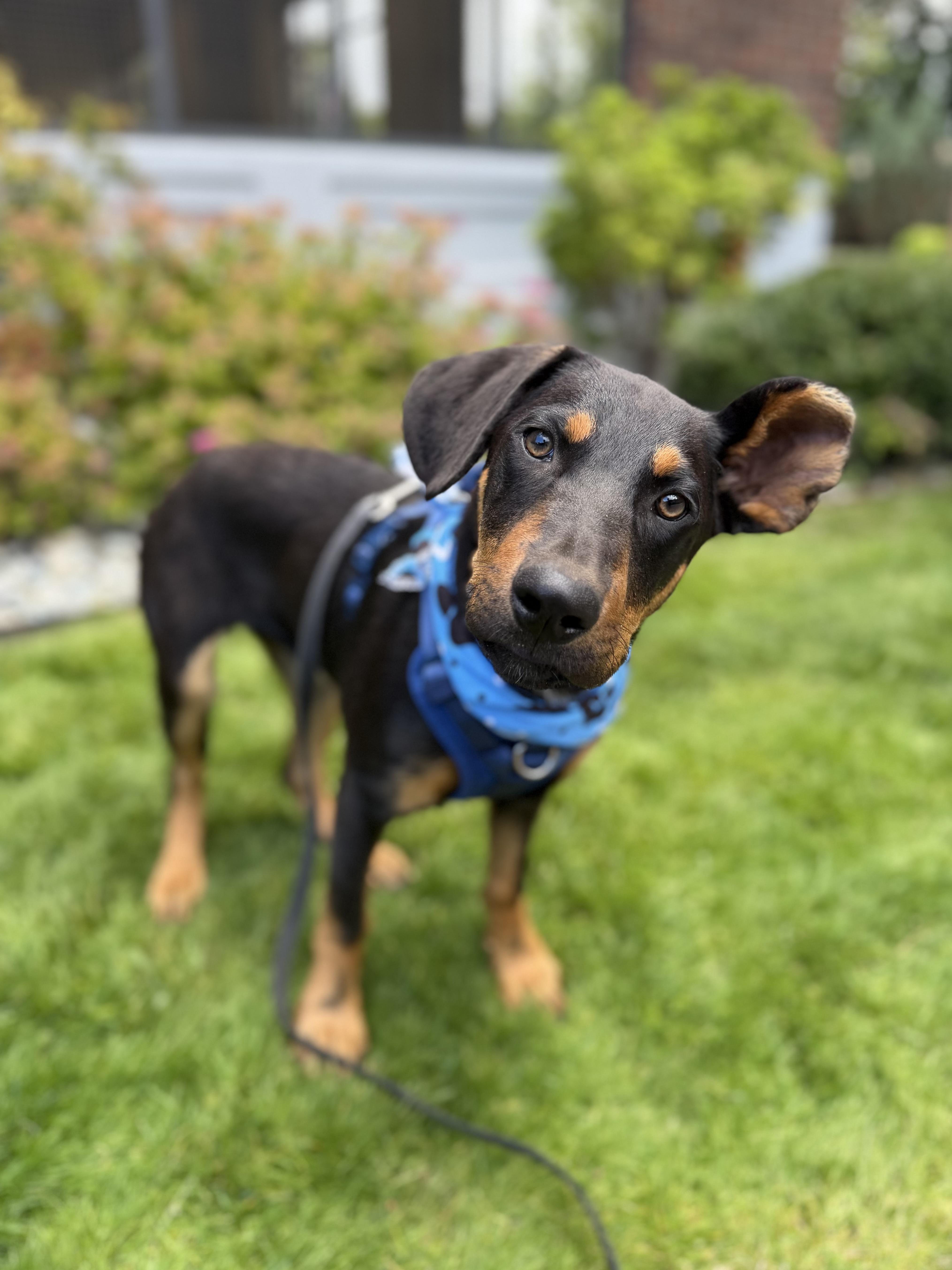 A baby medium-sized male Black Doberman Pinscher dog named Nate for adoption in lynnwood , WA