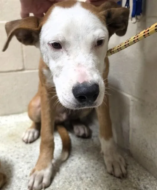 A young small-sized male Pit Bull Terrier dog named Jeremy for adoption in Conroe, TX