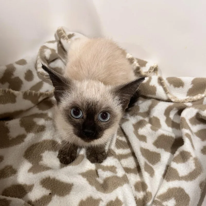 A baby small-sized female Black Domestic Short Hair cat named Kiara for adoption in Washburn, MO