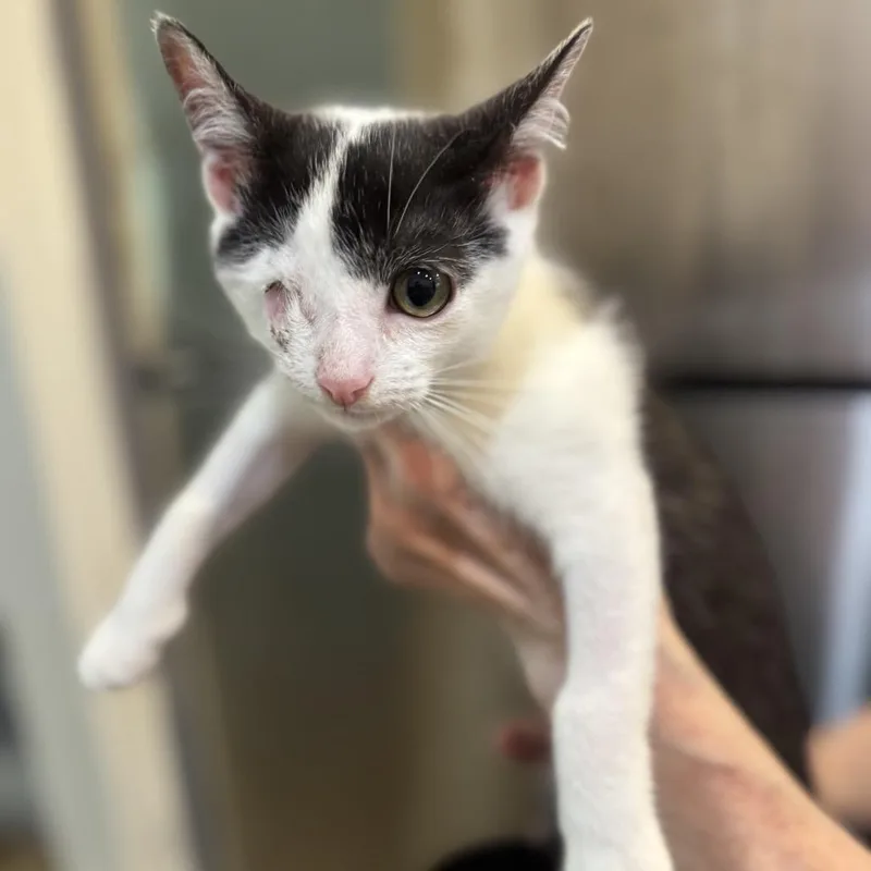 A baby small-sized female White Domestic Short Hair cat named Indigo for adoption in Marshall, VA
