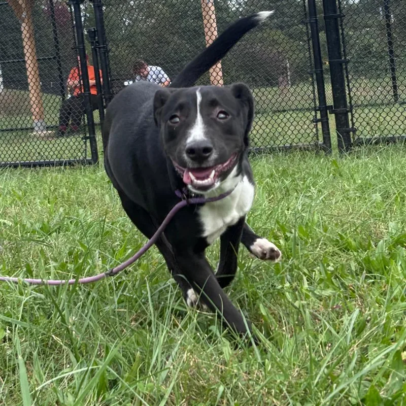 A young medium-sized female Australian Shepherd dog named Zora for adoption in York, PA