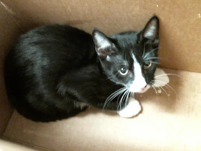 A baby small-sized male Domestic Short Hair cat named Mamba for adoption in Houston, TX