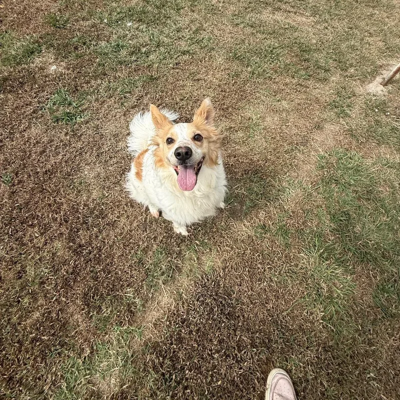 An adult medium-sized male White / Cream Collie dog named Sandy for adoption in Tulsa, OK