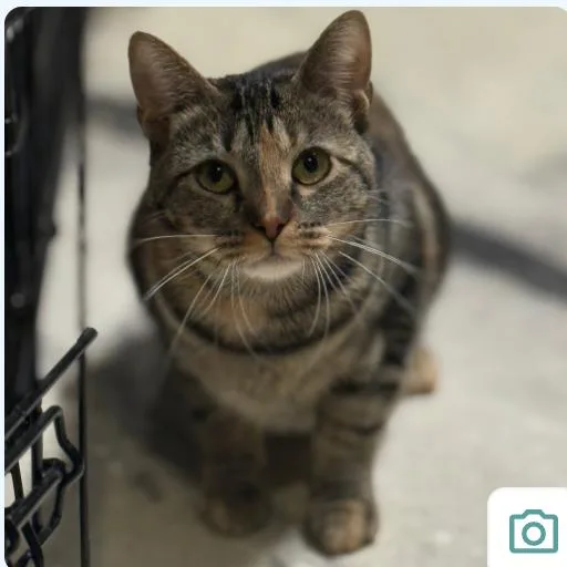 A young small-sized female Domestic Short Hair cat named Daffodil for adoption in Middle Village, NY