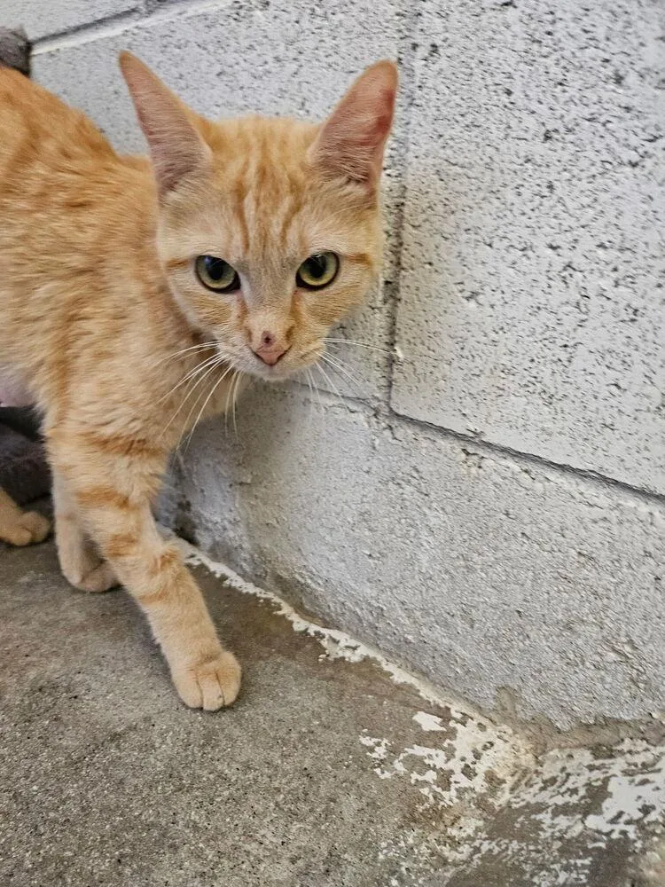 An adult medium-sized female Tabby (Orange / Red) Domestic Short Hair cat named Elva for adoption in Ontario, CA