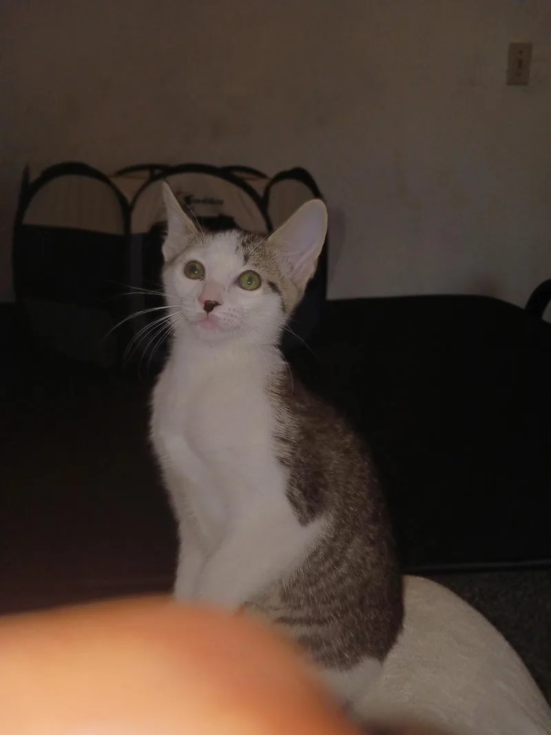 A baby small-sized female Domestic Short Hair cat named Lilly for adoption in Oklahoma City, OK