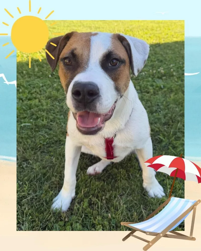 A baby medium-sized male Boxer dog named Leo  Summer Lovin' for adoption in Savage, MN