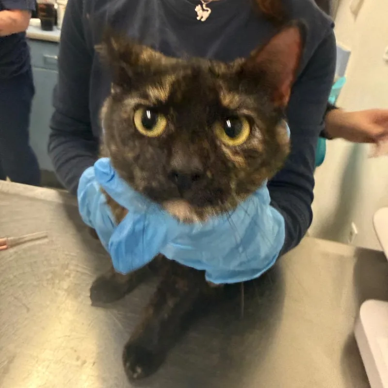 An adult medium-sized female Tortoiseshell Domestic Medium Hair cat named Mindy for adoption in Charleston, WV