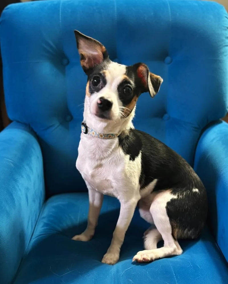 A young small-sized female Chihuahua dog named LuLu for adoption in Lexington, KY
