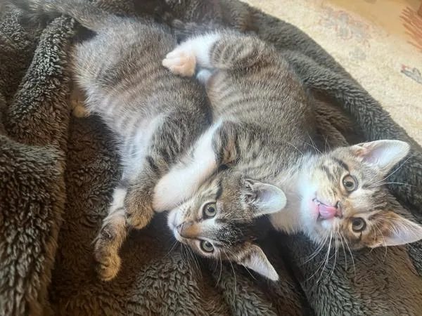 A baby small-sized female Domestic Short Hair cat named Meera for adoption in Novato, CA