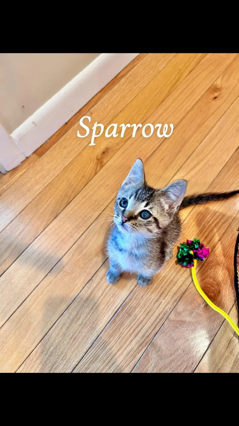 A baby medium-sized male Tabby (Buff / Tan / Fawn) Tabby cat named Sparrow for adoption in Saginaw, MI