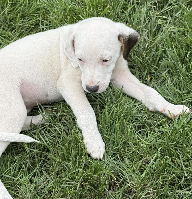 A baby medium-sized female White / Cream Hound dog named Boise for adoption in South Bend, IN