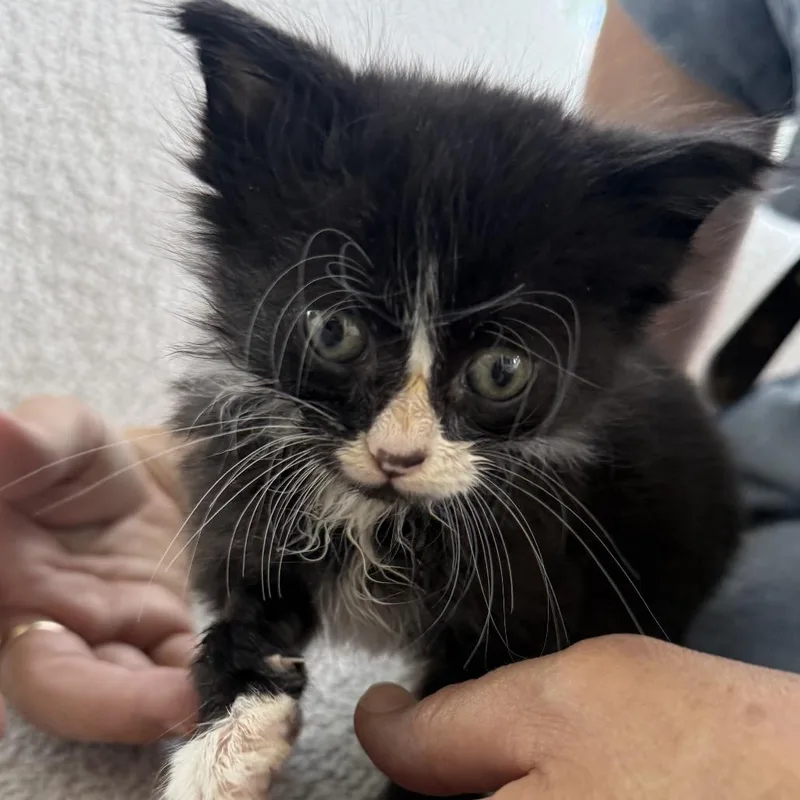A baby small-sized female Black Domestic Short Hair cat named Brie for adoption in New Port Richey, FL