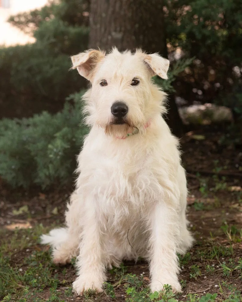 A young medium-sized female Wheaten Terrier dog named Sugar for adoption in Southaven, MS