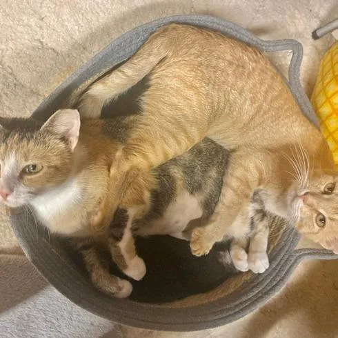 An adult medium-sized female Domestic Short Hair cat named Ramona for adoption in Grand Rapids, MI