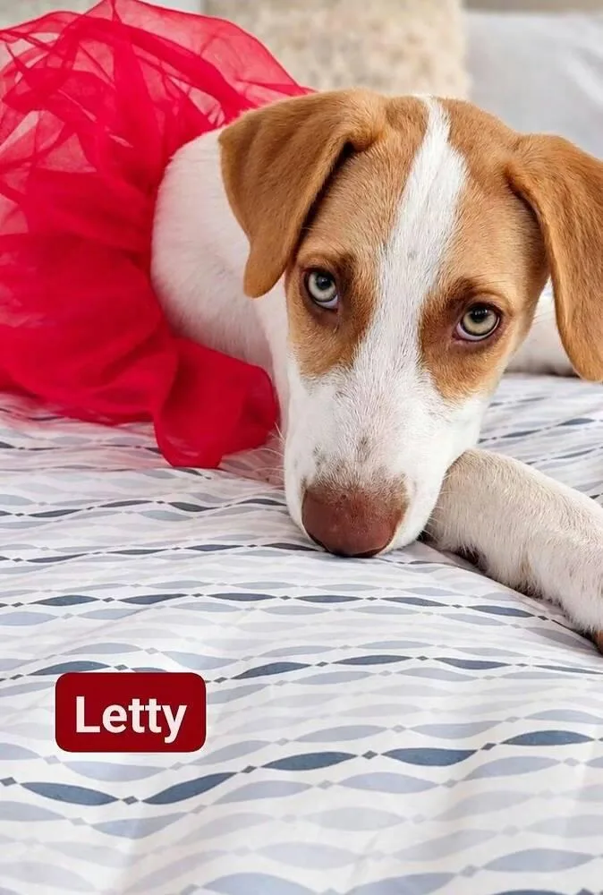 A baby medium-sized female Labrador Retriever dog named Letty for adoption in Naranjito, PR