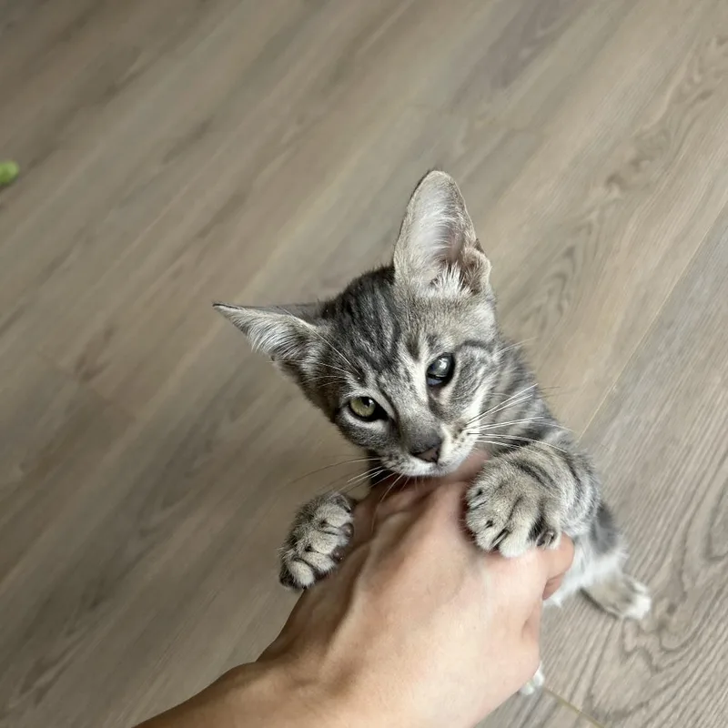 Leia
