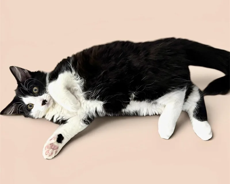 A baby medium-sized male Black & White / Tuxedo Domestic Medium Hair cat named Huxley for adoption in Hanover, PA