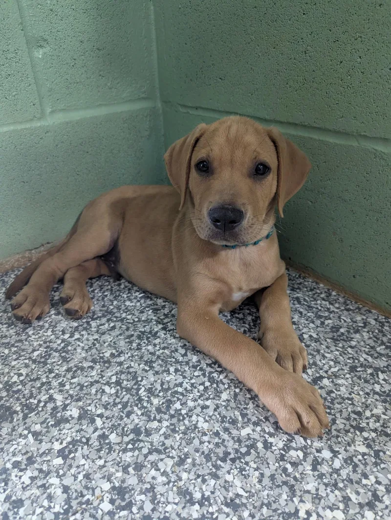 A baby medium-sized male Golden Retriever dog named Felix for adoption in Mount Laurel, NJ